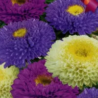 Купить Астра шаровидная Андромеда