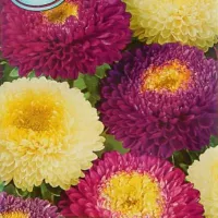 Купить Астра шаровидная Андромеда