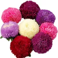 Купить Астра шаровидная Баллон разноцветная