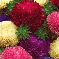 Купить Астра шаровидная Баллон разноцветная