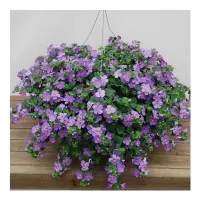 Купить Бакопа Блутопия F1