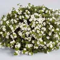 Купить Бакопа Рафаэль