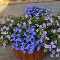 Купить Бакопа Утопия