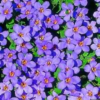 Купить Бакопа Василиса