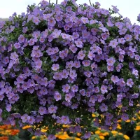 Купить Бакопа Василиса