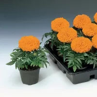 Купить Бархатцы Антигуа оранжевые