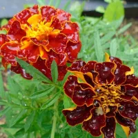 Купить Бархатцы Аспен красный