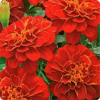 Купить Бархатцы Аспен красный