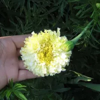 Купить Бархатцы белые Ванилла