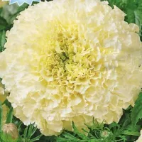 Купить Бархатцы белые Эскимо