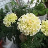 Купить Бархатцы белые Эскимо