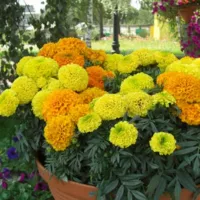 Купить Бархатцы Энтерпрайз F1 смесь