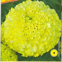 Купить Бархатцы Лимонные Антигуа