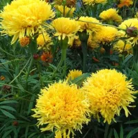 Купить семена Бархатцы Хризанта махровые