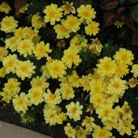 Купить Бархатцы низкорослые Алюмия ванильно-кремовые