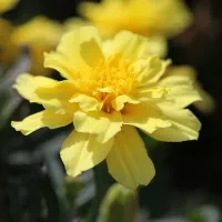 Купить Бархатцы низкорослые Алюмия ванильно-кремовые