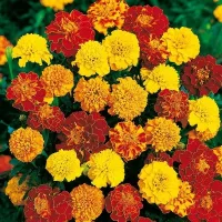 Купить Бархатцы низкорослые Бонита
