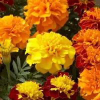 Купить Бархатцы низкорослые Бонита