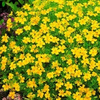 Купить Бархатцы низкорослые Джем Лимонные тонколистные