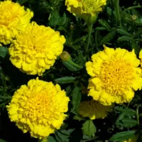 Купить Бархатцы низкорослые желтые Петит