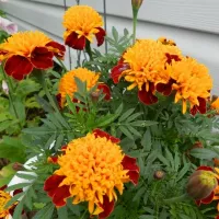 Купить Бархатцы низкорослые Тигровые глаза