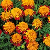 Купить Бархатцы низкорослые Тигровые глаза