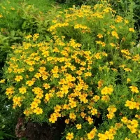 Купить Бархатцы Урсула тонколистные