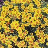 Купить Бархатцы Урсула тонколистные