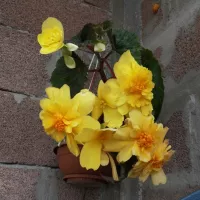 Купить Бегония Шансон желтая