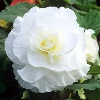 Купить Бегония клубневая махровая Камелия белая