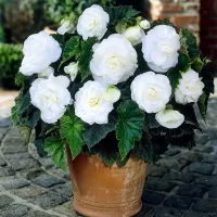 Купить Бегония клубневая махровая Камелия белая