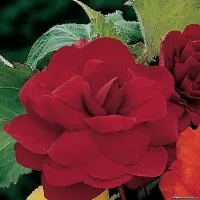 Бегония клубневая махровая Фортуна Дип ред (темно-красная)