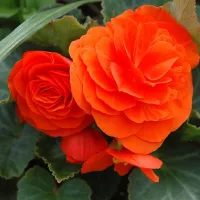 Купить Бегония клубневая супермахровая Нон-стоп оранжевая