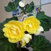 Бегония клубневая махровая Фортуна Йеллоу (желтая)