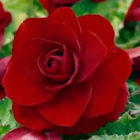 Купить Бегония клубневая махровая Вишневый фонтан F1