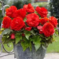 Купить Бегония клубневая махровая Вишневый фонтан F1