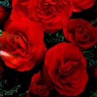 Купить Бегония  клубневая супермахровая Нон-стоп Скарлет F1