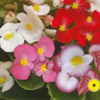 Купить Бегония вечноцветущая Амбассадор F1 смесь