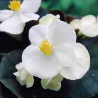 Купить Бегония вечноцветущая Сенатор белая F1