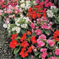 Купить Бегония Бада Бинг Микс вечноцветущая зеленолистная