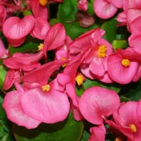 Купить Бегония Бада Бинг Роуз