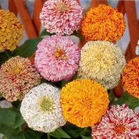 Купить Цинния Карнавал