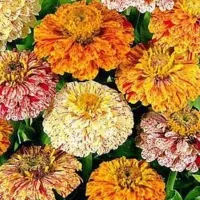 Купить Цинния Карнавал