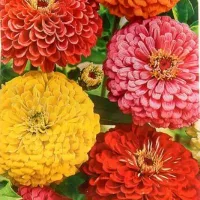 Купить Цинния крупноцветковая смесь окрасок