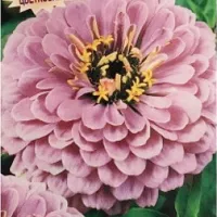 Купить Цинния Лунный камень