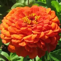 Купить Цинния Оранжевый король