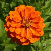Купить Цинния Оранжевый король