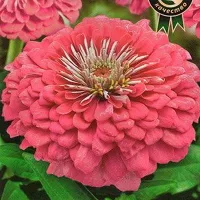 Купить Цинния Сенсация розовая