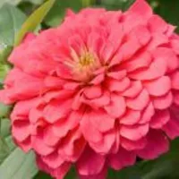 Купить Цинния Сенсация розовая