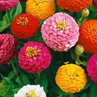 Купить Цинния Шаровидная смесь окрасок